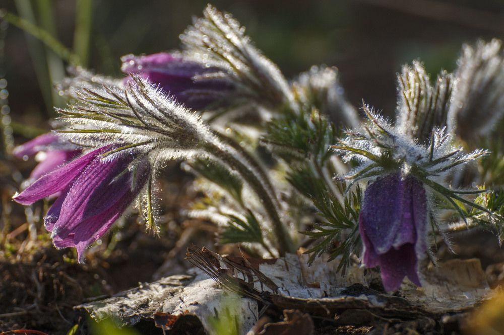 Photograph by Родион