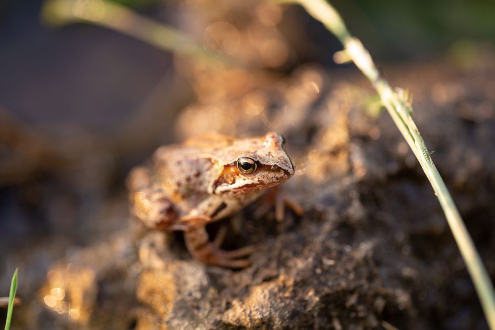 Царевна-лягушка