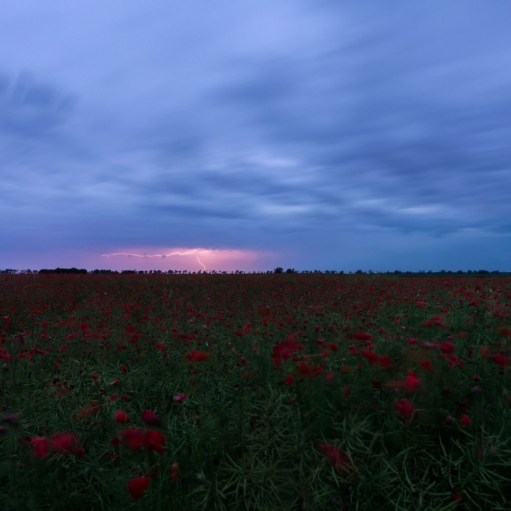 Вечерняя гроза на маковом поле