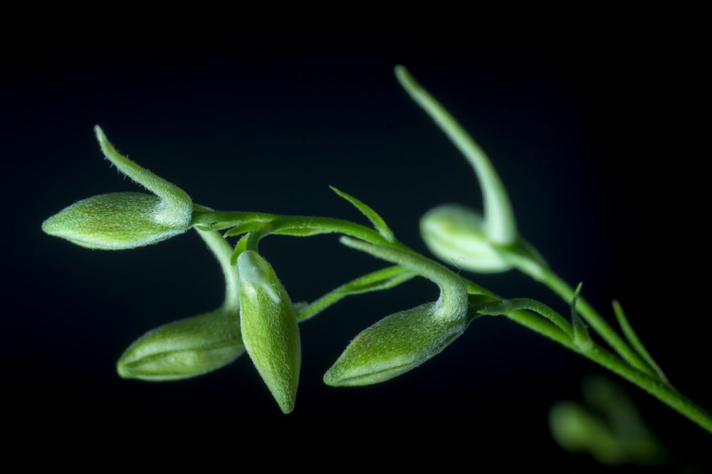 Инопланетный монстр