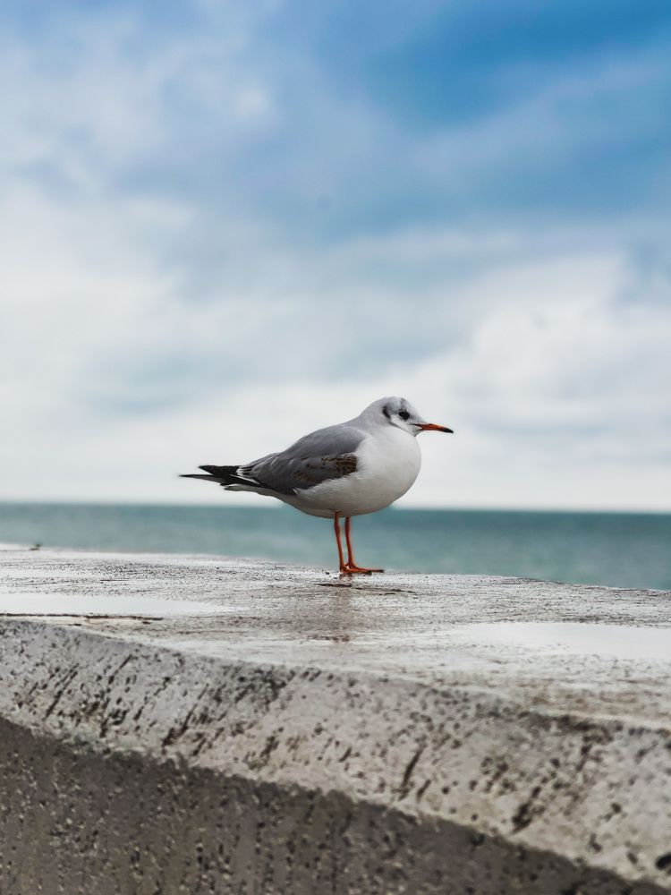 Фотография автора Алиса Чурчудесная