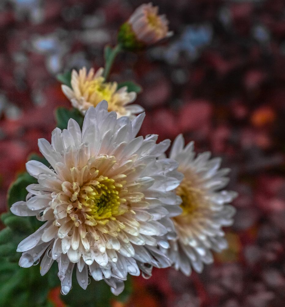 Photograph by Ирина Крепак