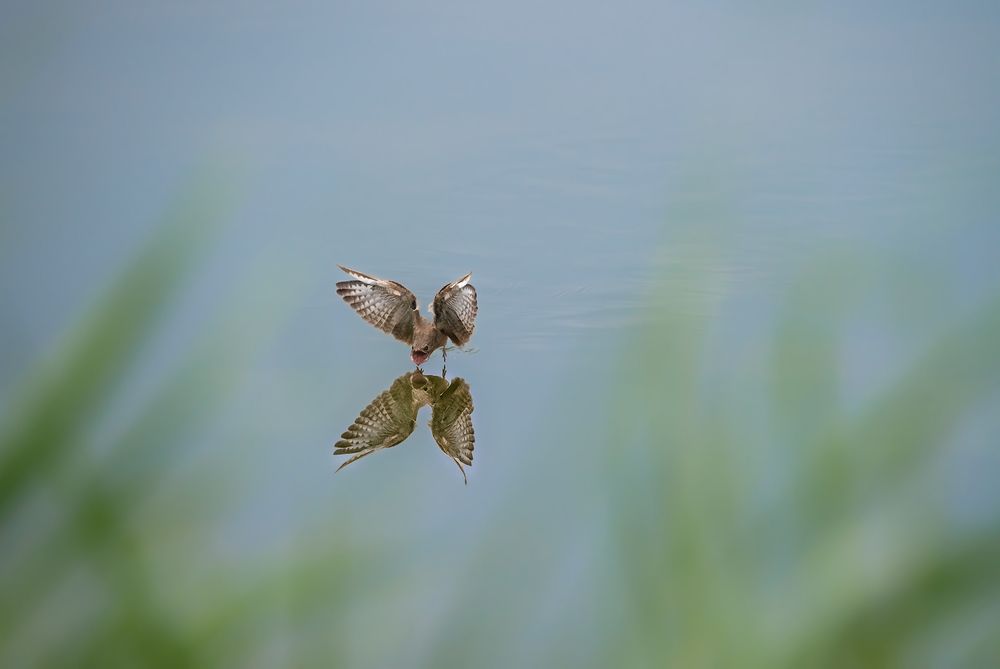 Photograph by Nifiba