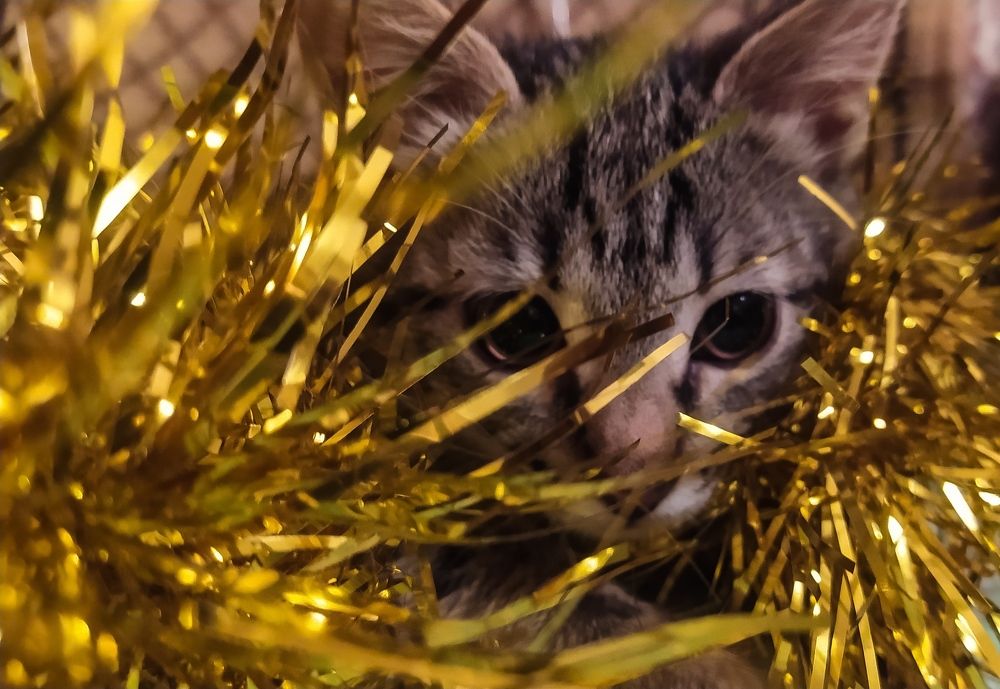 Мастер маскировки