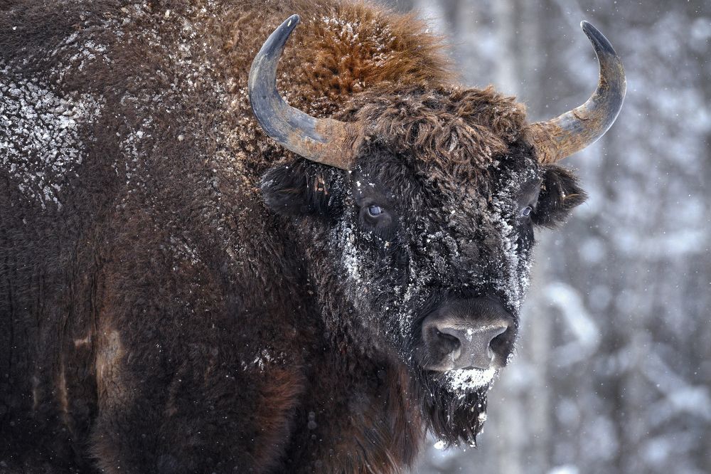 Портрет исполина