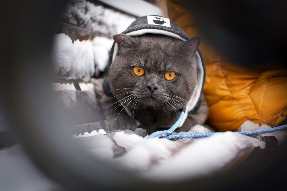 Photograph by Антонина Проскурина