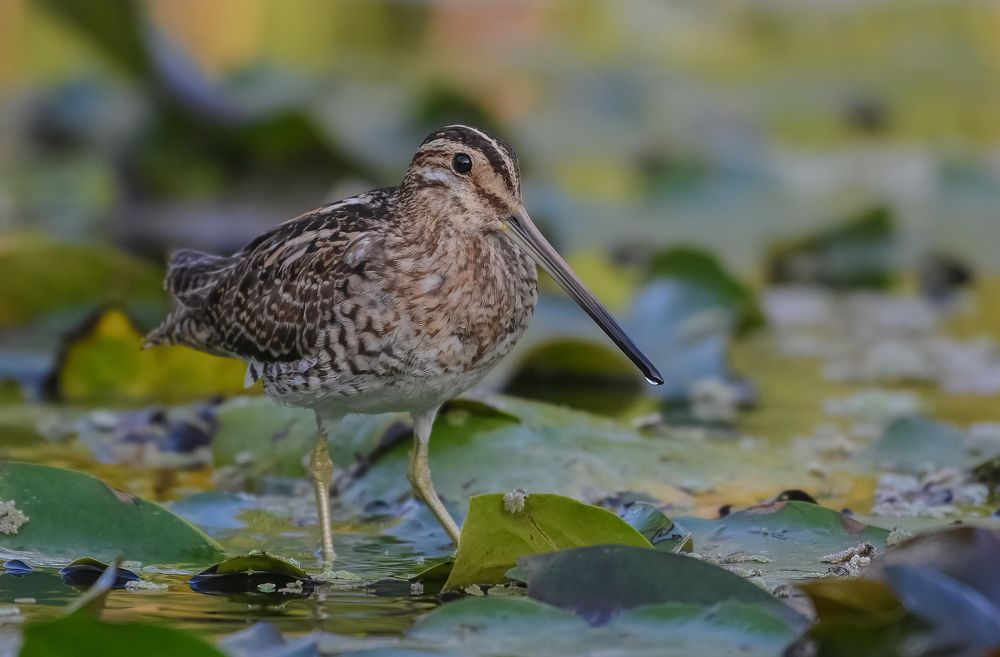 Photograph by Виктор Бондарев