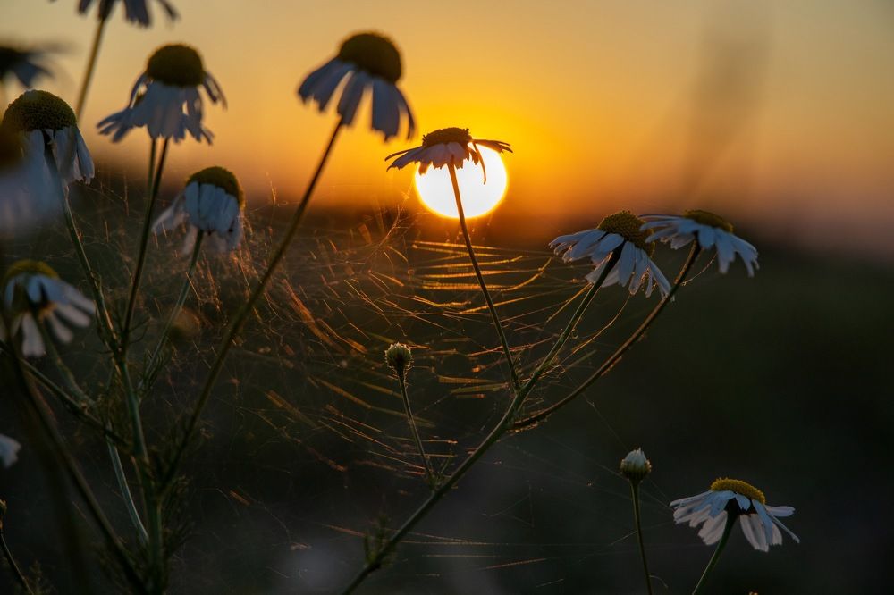 Photograph by Полина Родинс