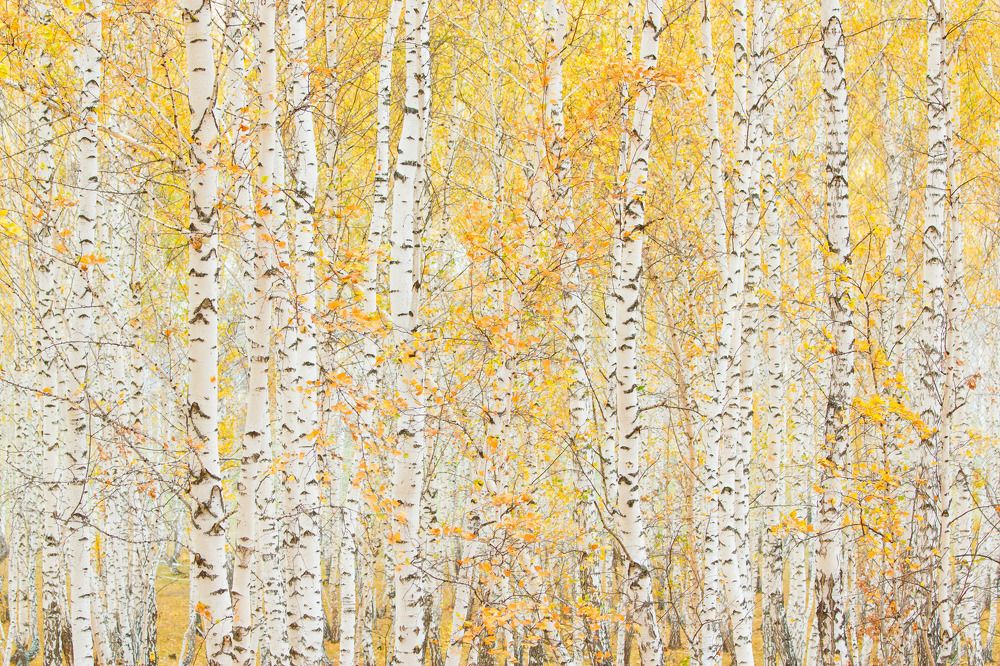 Страна березового ситца