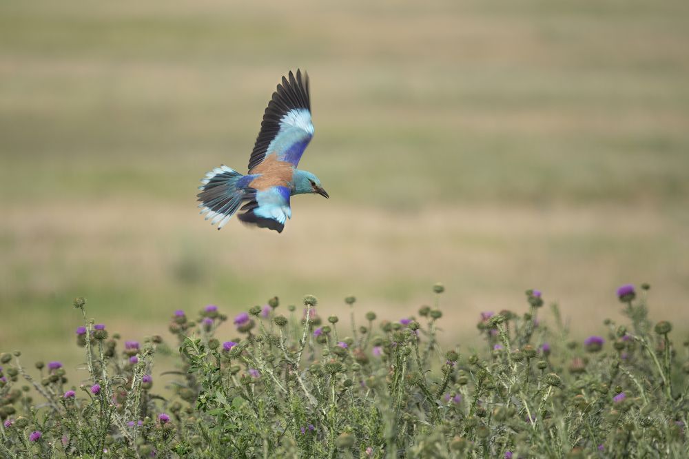 Searching for insects