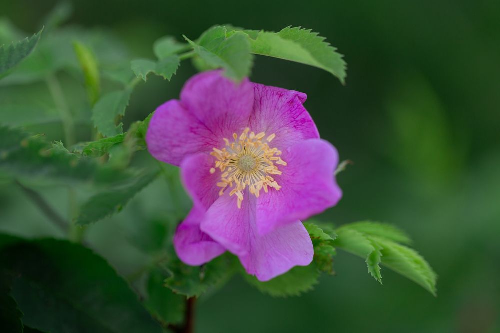 Photograph by Анастасия Петрова