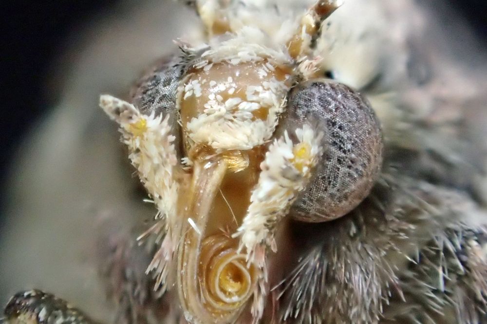 Лицо макромира