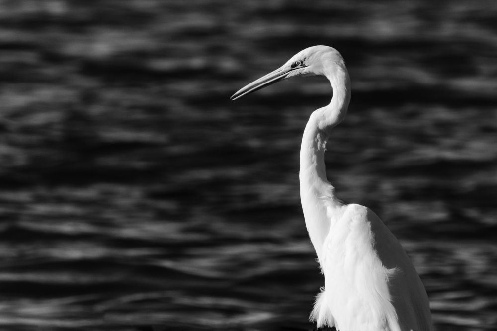 The great egret