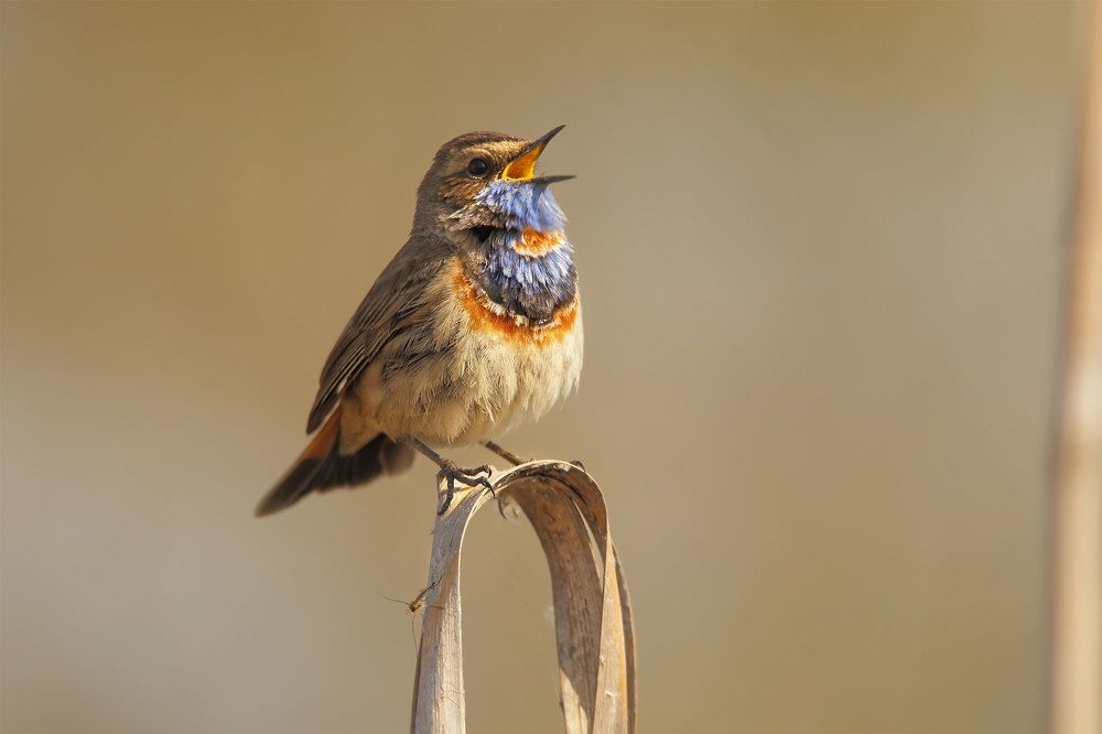 Фотография автора Роман Рысь