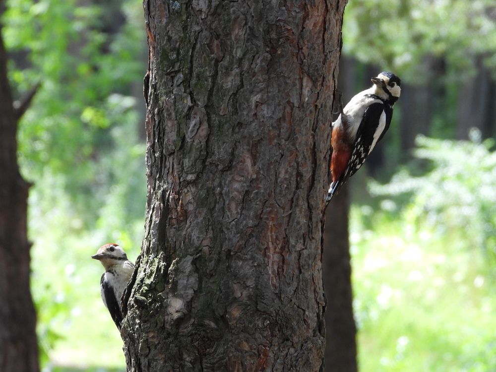 Пикник на сосне