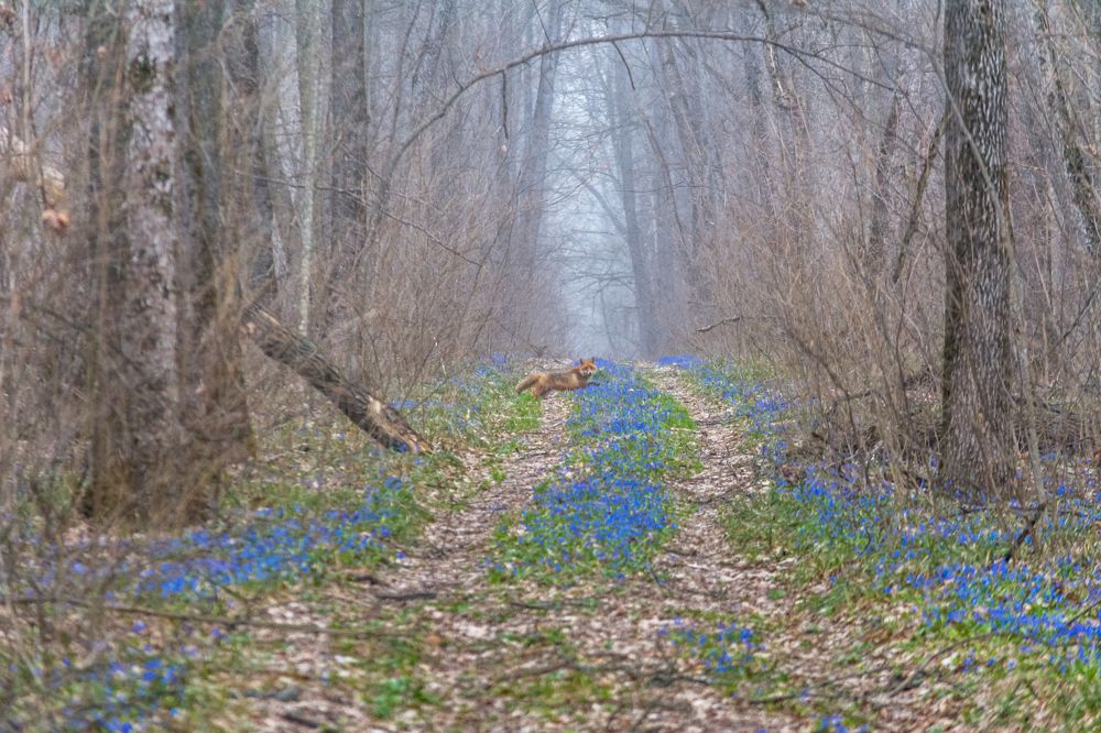 Весенний лис.