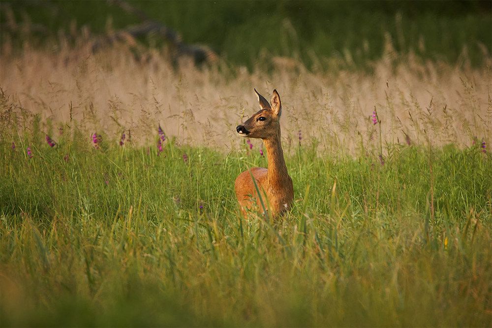 Фотография автора Роман Рысь