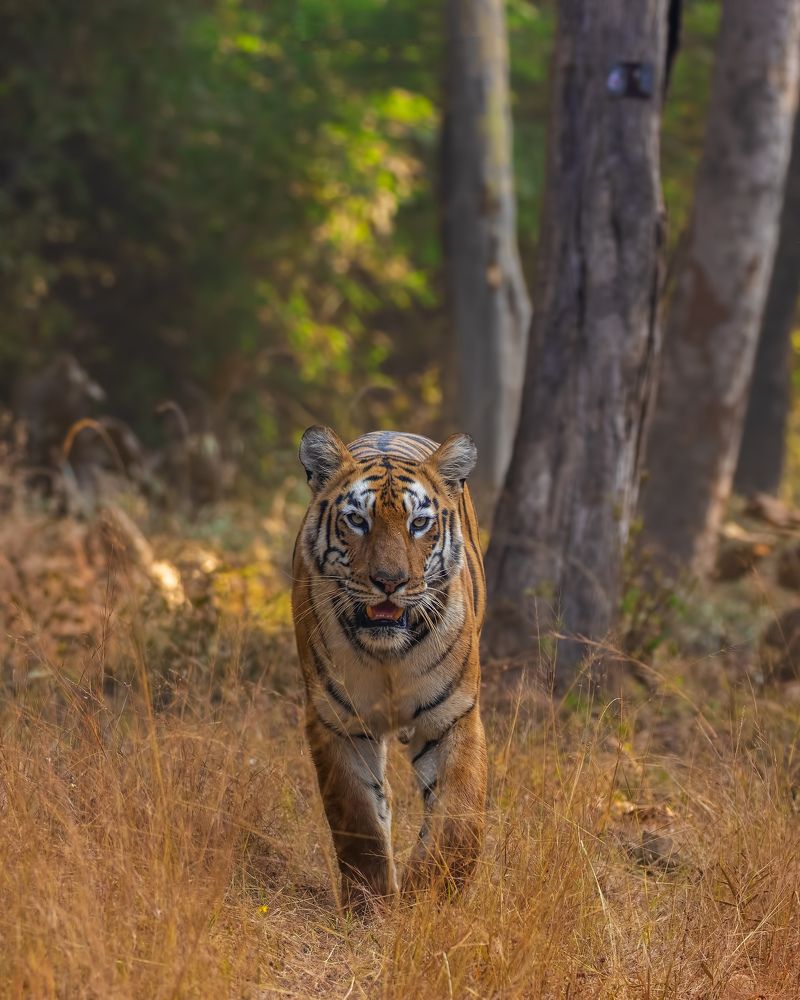 Photograph by Abhaya Shukla