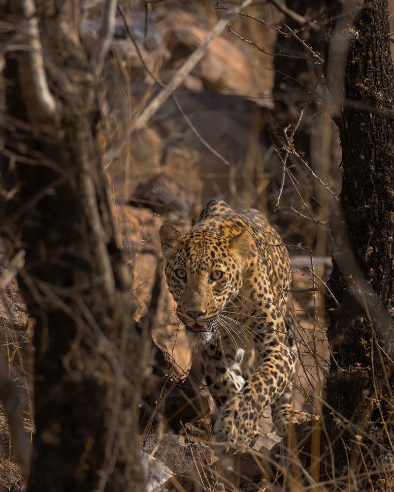 Photograph by Abhaya Shukla