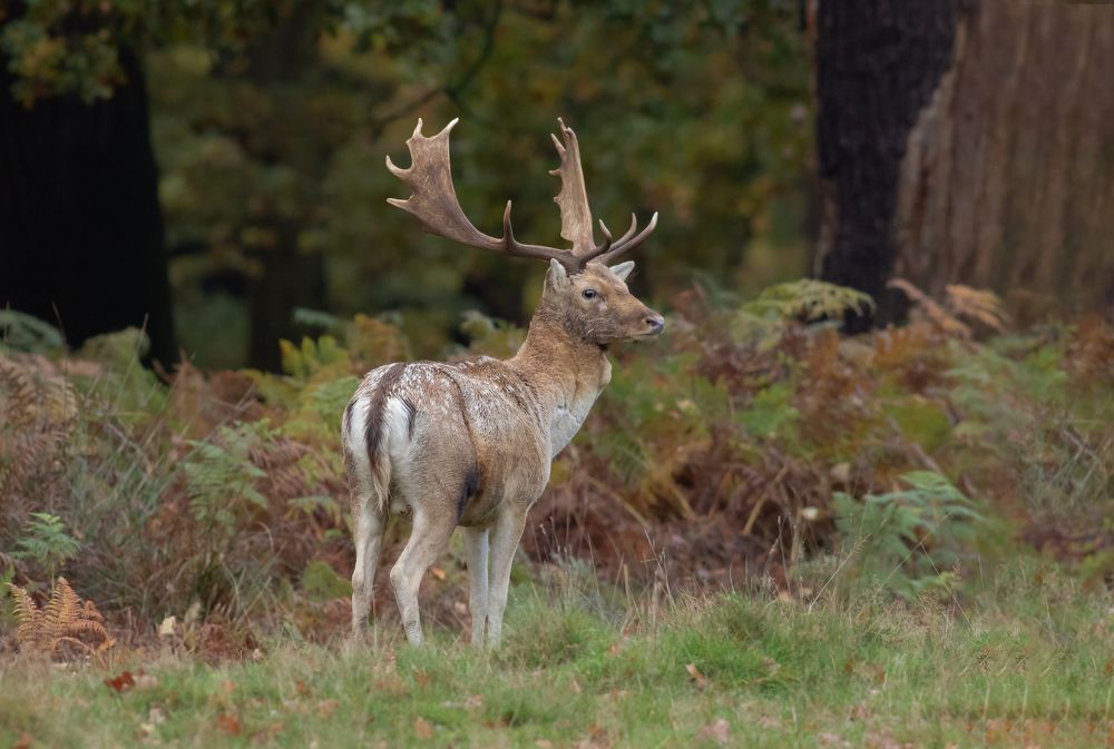 Fallow Deer