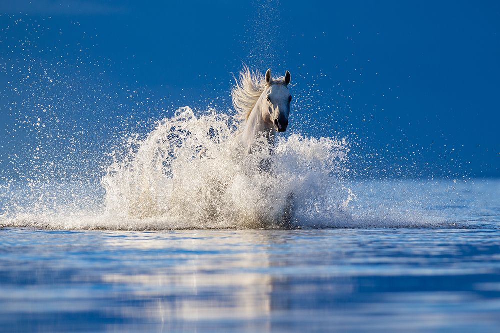 Морской конек