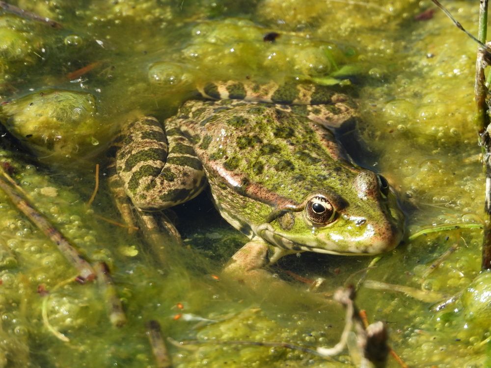 Царевна пруда