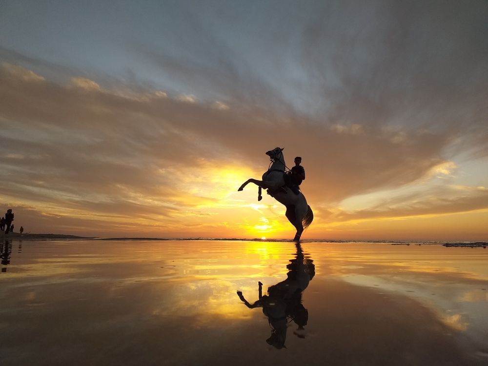 Horse reflection with sunset