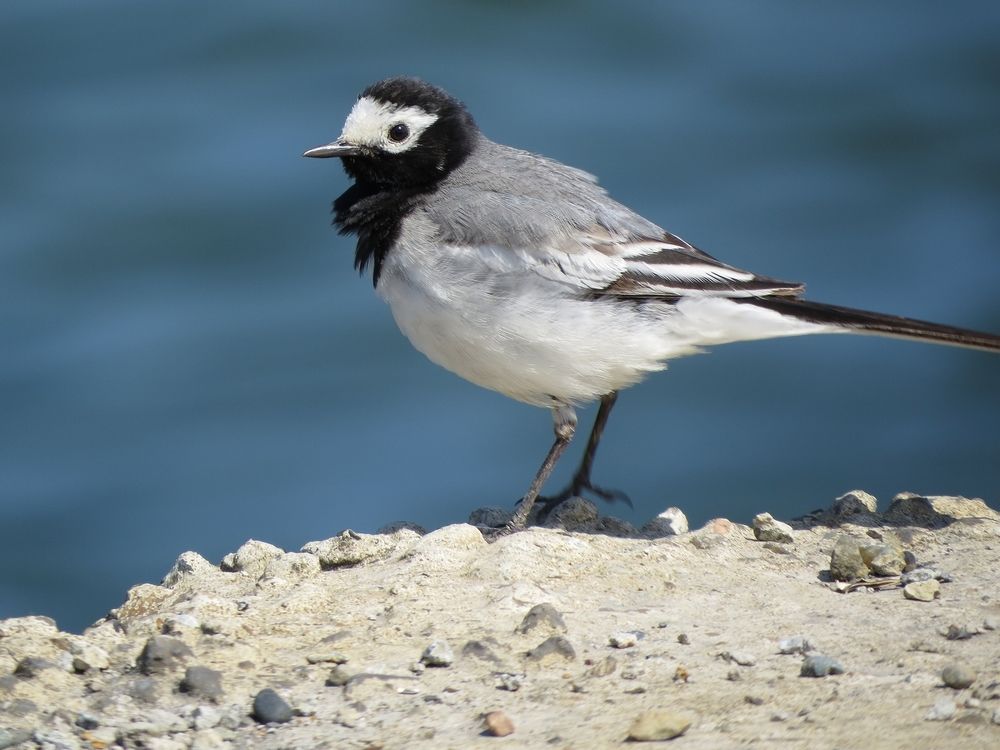 Трясогузка