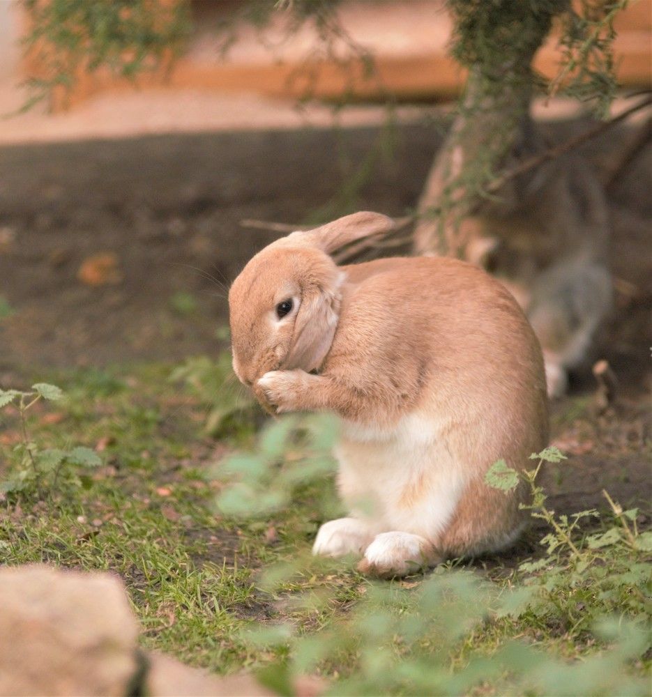 Дикай европейский кролик.