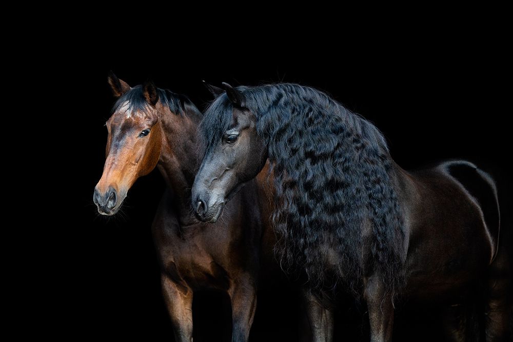 Двойной портрет