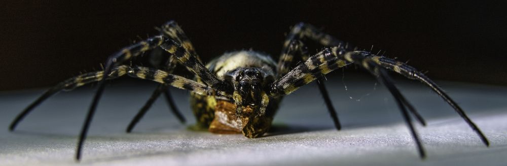 Photograph by Igor Tourovski