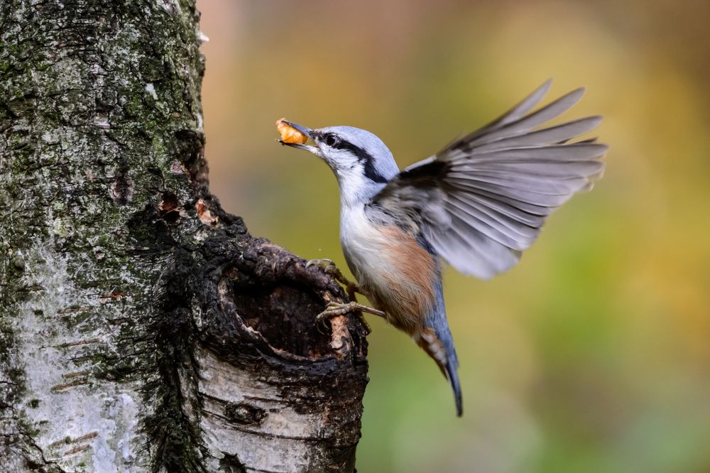 Лакомство для поползня