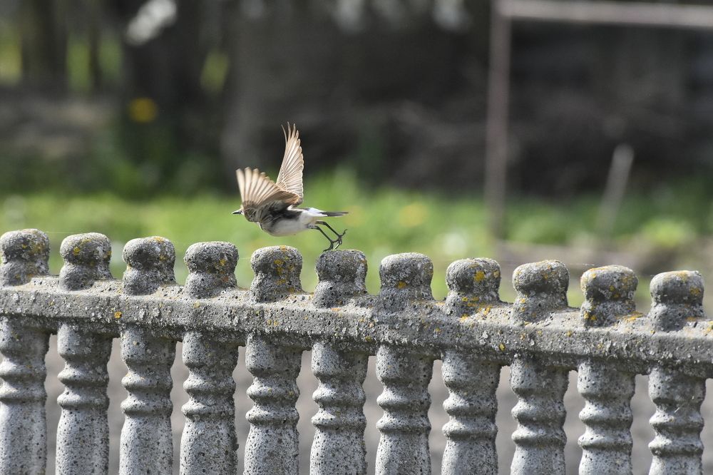 Фотография автора Инна Субботина