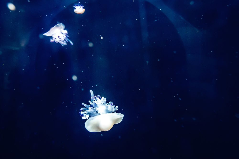 Photograph by Олег