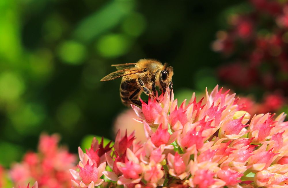 Photograph by Карина Петросян