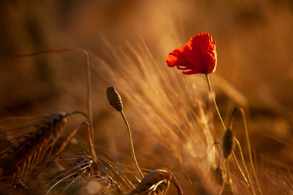 Photograph by Wiktor Kulesa