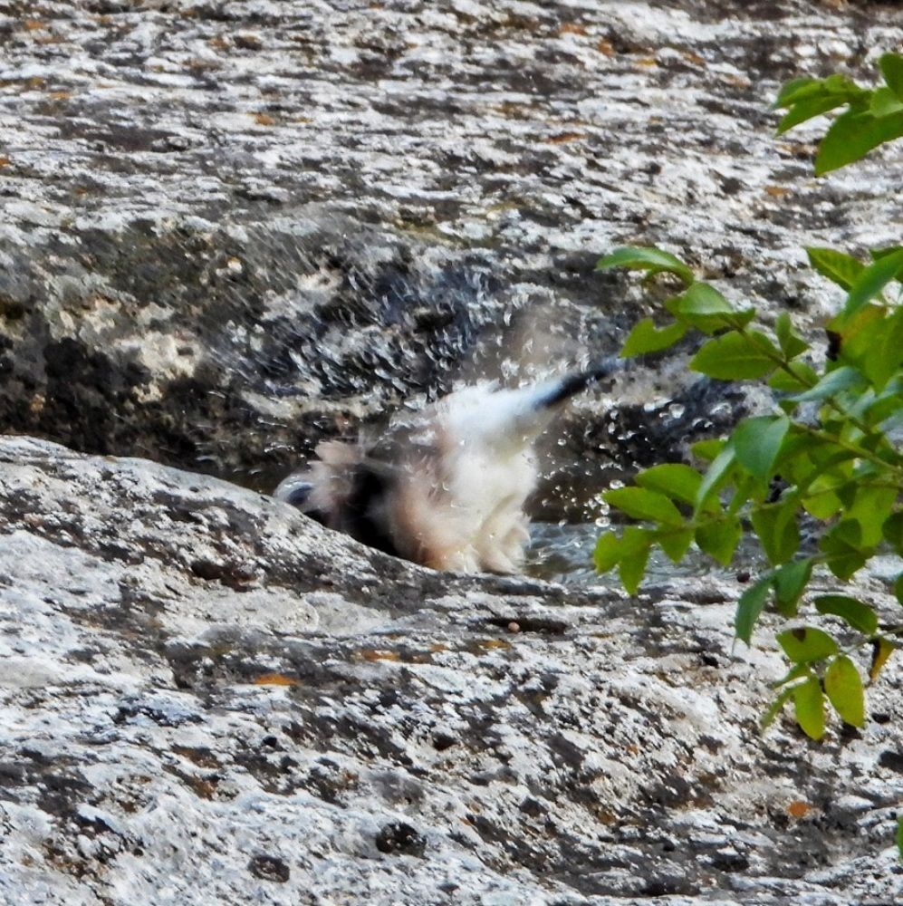 Купание соечки в Эски-Кермене.