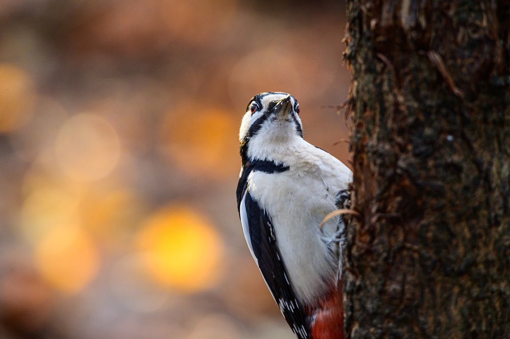 Осенний любопытствующий