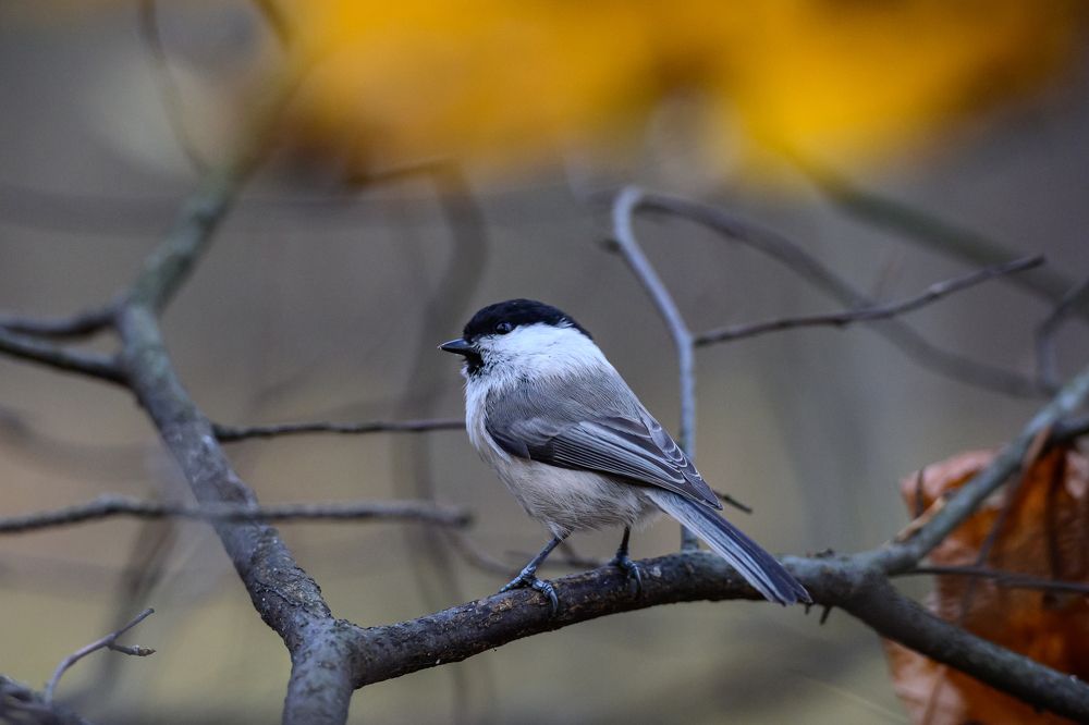Photograph by Мария Новоселецкая