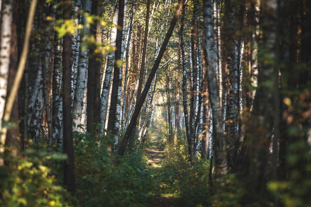 Photograph by Мария Новоселецкая