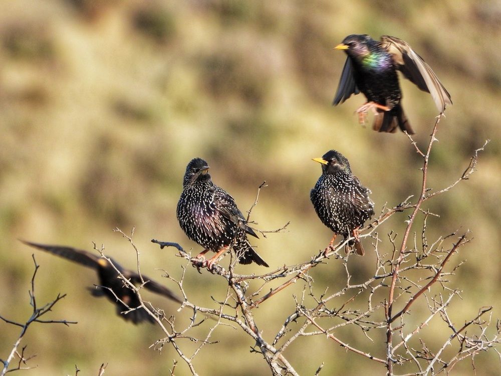 Крымские птички...
