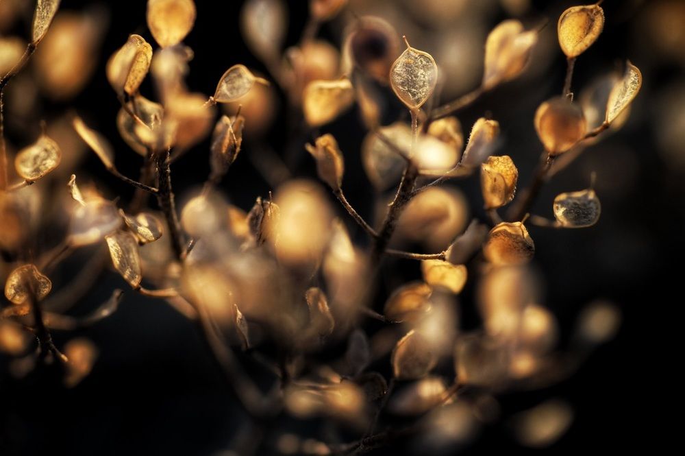 Сухое совершенство.