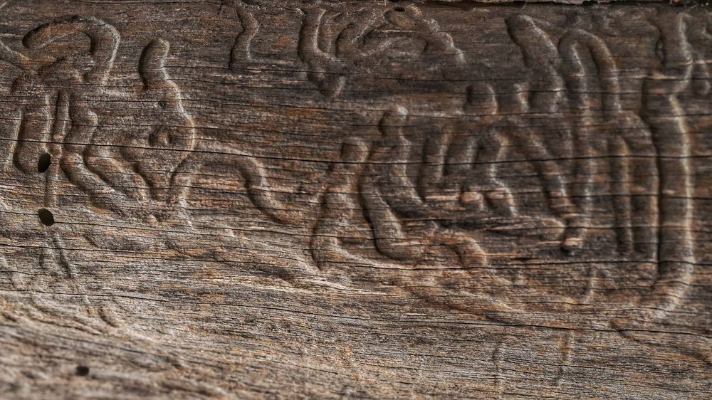 "Велесова книга".