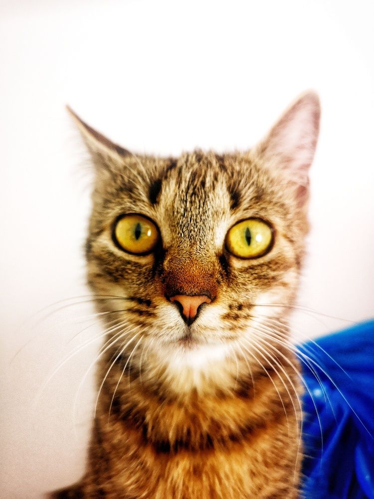 Sárga cica szempár