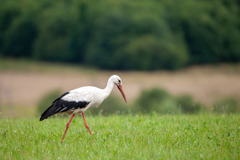 Photograph by Wiktor Kulesa