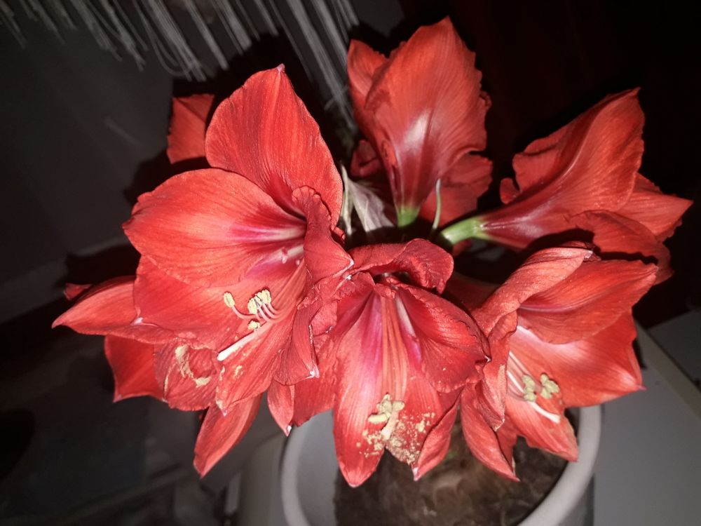 Амариллис Red Color