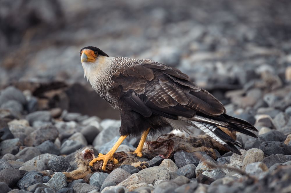 Photograph by Антон Ростовский