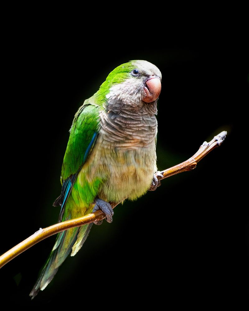 Photograph by David Lerer