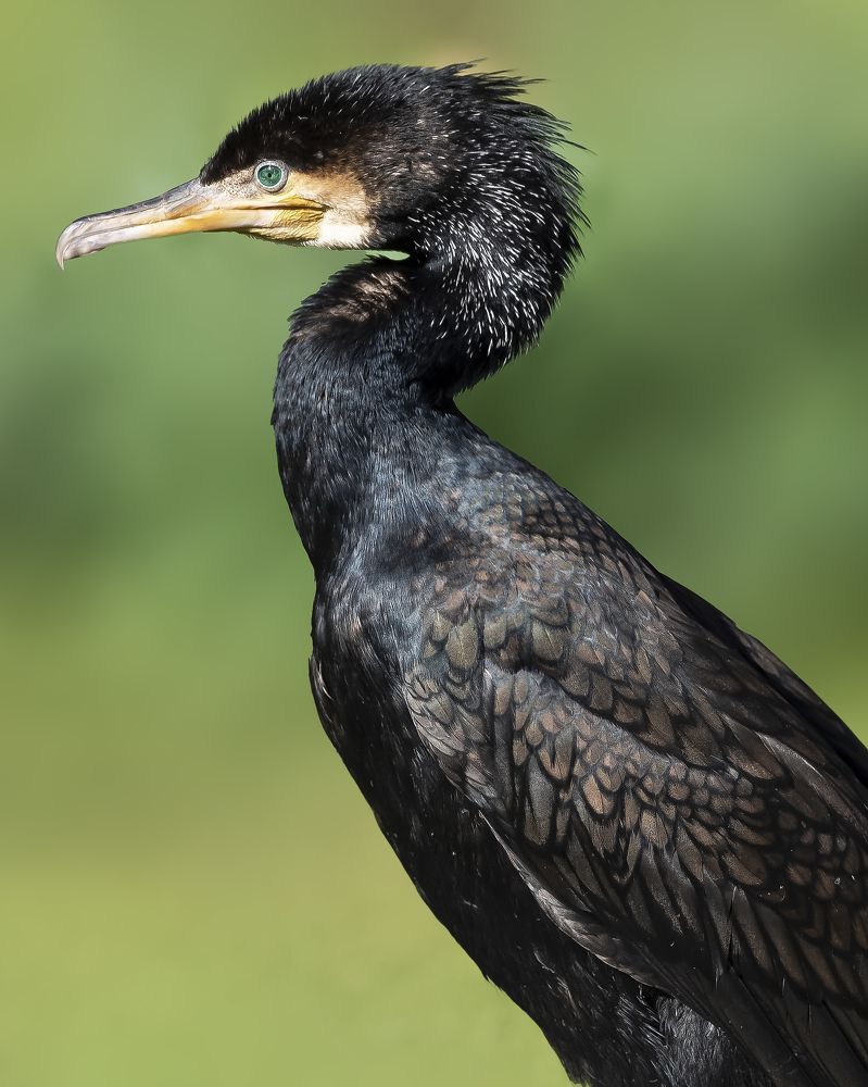 Photograph by David Lerer