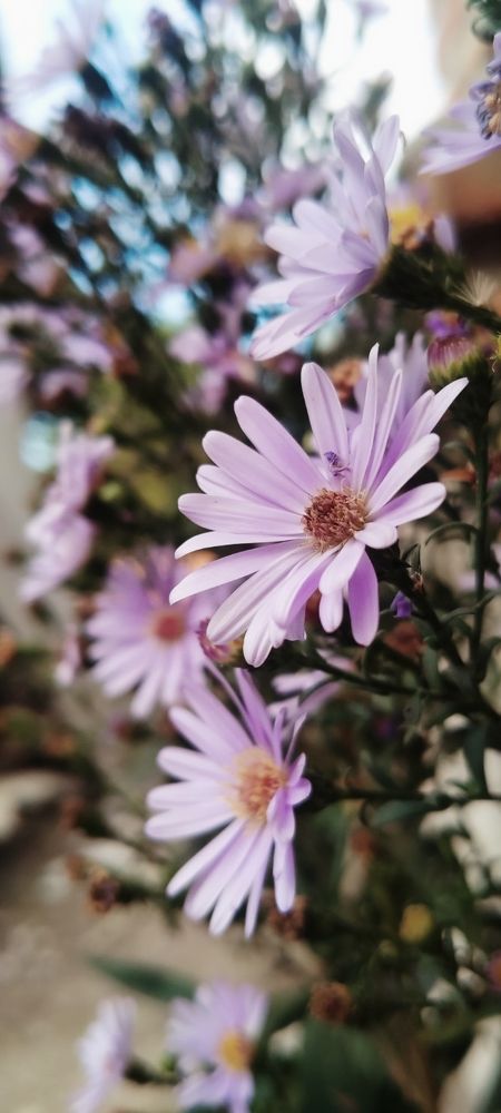 Sweet flower